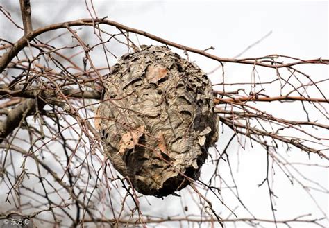 蜜蜂築巢怎麼辦